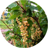 Johannisbeere Johannisbeere