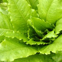 Salat Salat