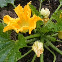 Zucchini Zucchini